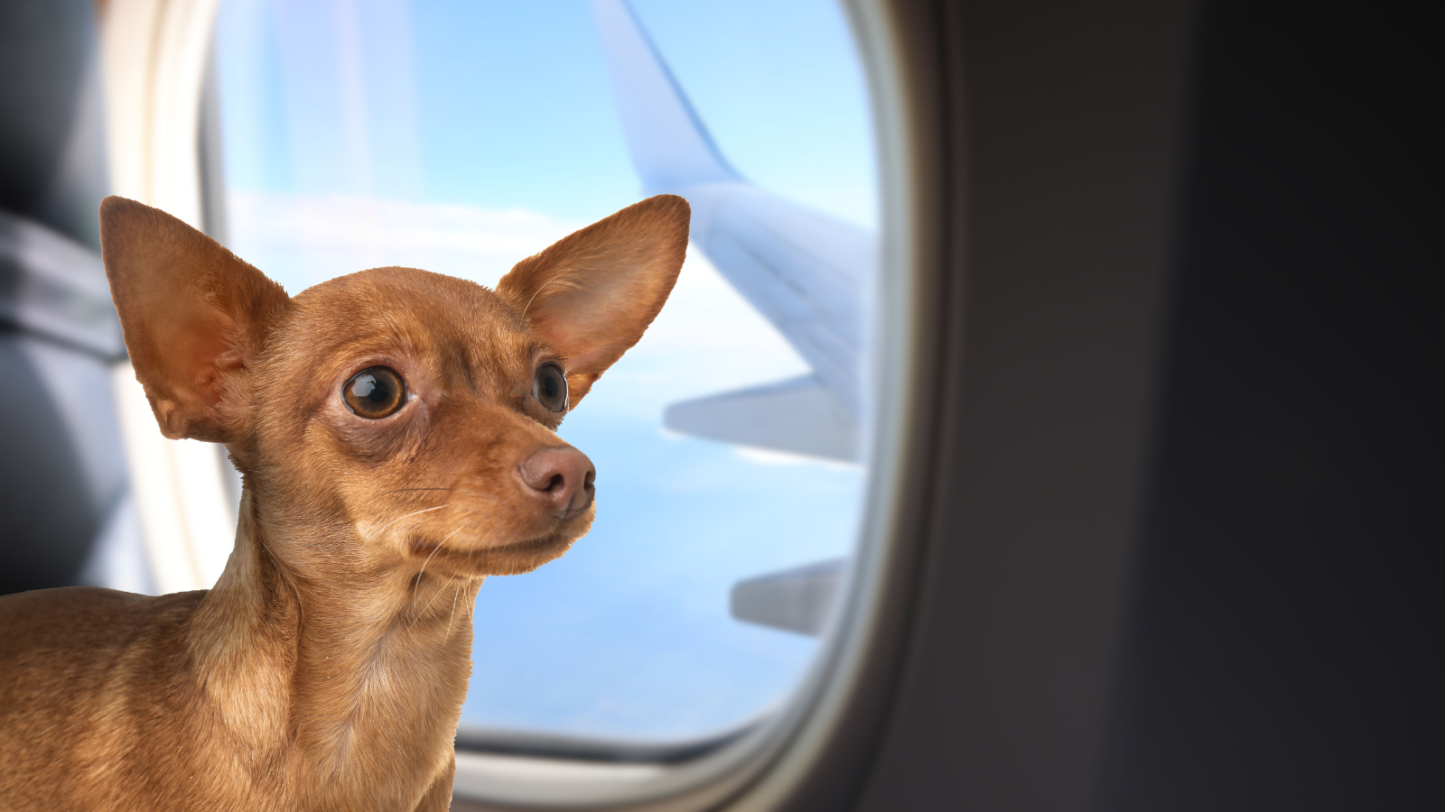 הטסת חיות מחמד קטנות